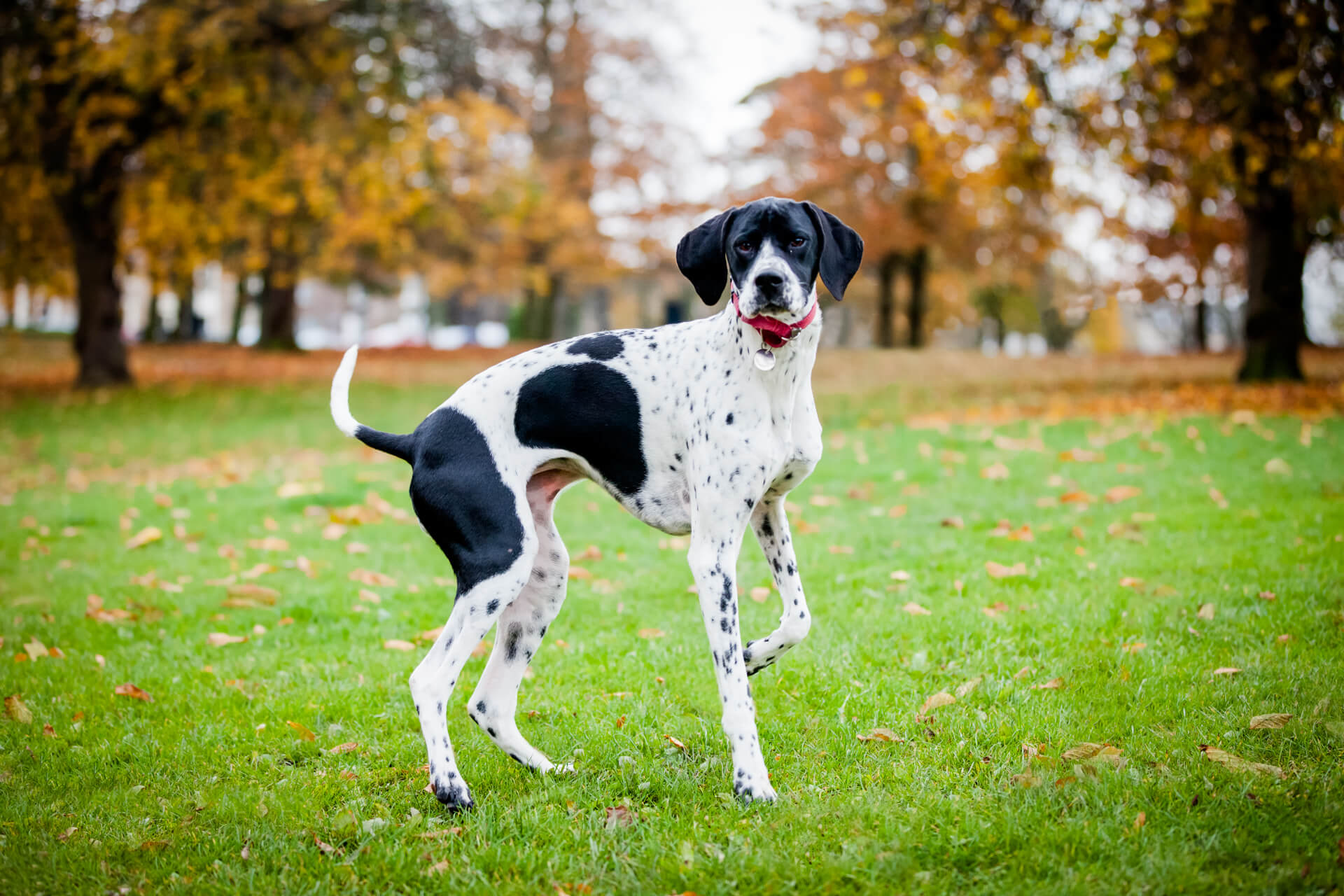 English pointer standing in a park in harrogate