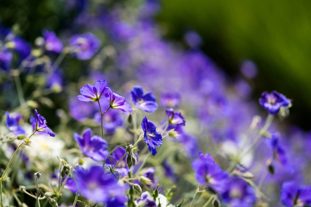 blue garden flowers