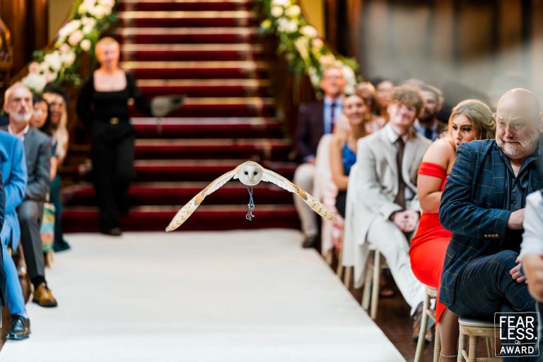 Owl flying at wedding with rings, guests watching